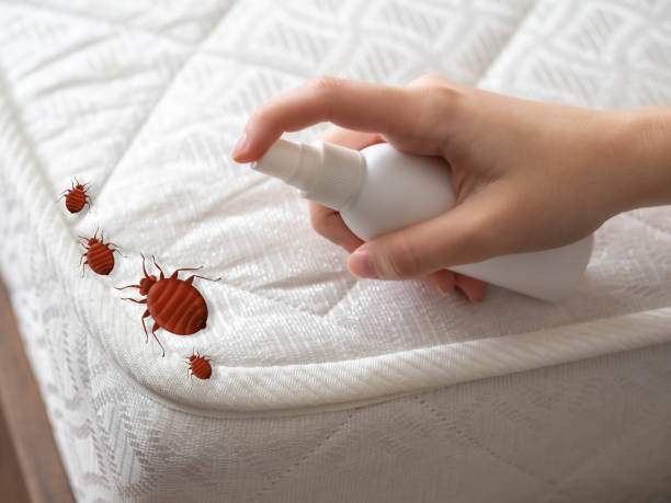 Best Bed Bug Extermination  in Bayport, MN
