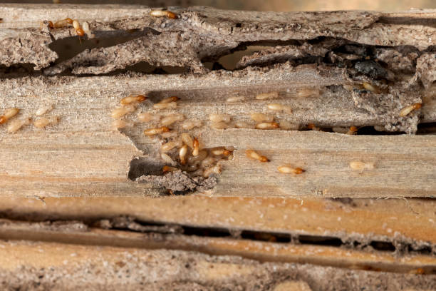 Best Insect Control  in Bayport, MN